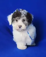 Choco Liam, a male Yorkipoo for sale in Jackson, TN – Photo 4 of 9