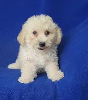 Frankie, a male Bichpoo for sale in Jackson, TN – 4 of 10