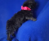 Lyla , a female Yorkipoo for sale in Jackson, TN – 3 of 10