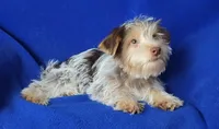 Liver Dewey , a male Yorkshire Terrier for sale in Jackson, TN – 5 of 10