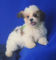 *FLASH SALE* Spencer, a male Shichon for sale in Jackson, TN – 5 of 10