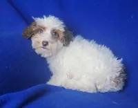 Ellie, a female Poodle - Toy  for sale in Jackson, TN – 9 of 10