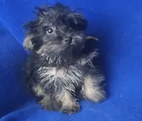 Lindy, a female Yorkipoo for sale in Jackson, TN – 9 of 9