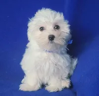 Bowie, a male Maltese for sale in Jackson, TN – 3 of 10