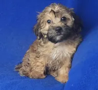 Ollie, a male Yorkipoo for sale in Jackson, TN – 6 of 10