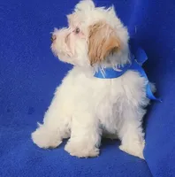 Amara, a female Morkie for sale in Jackson, TN – 4 of 10
