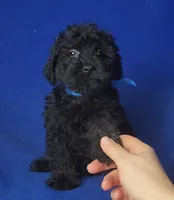 Griffin, a male Schnoodle for sale in Jackson, TN – 5 of 10