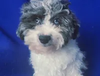 Merle Blue Eye Macklin, a male Poodle - Toy  for sale in Jackson, TN – 9 of 10