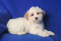 *FLASH SALE* Amara, a female Morkie for sale in Jackson, TN – 4 of 10