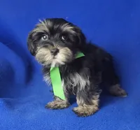 Teddy, a male Morkie for sale in Jackson, TN – 7 of 10