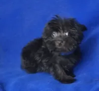 Ledger, a male Yorkipoo for sale in Jackson, TN – 2 of 10