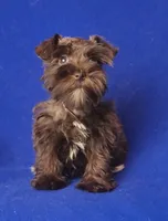 Choco CoCo, a female Miniature Schnauzer for sale in Jackson, TN – 8 of 10