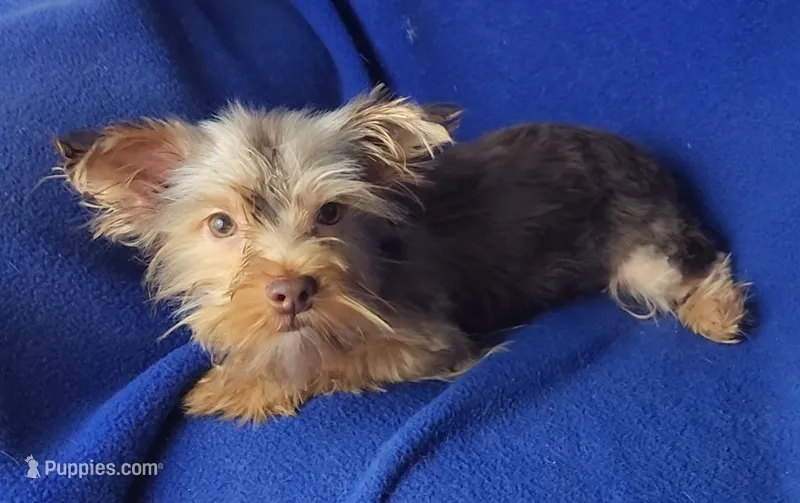 Chocolate Driscoll – Yorkshire Terrier puppy for sale in Jackson, TN