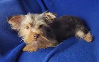 Chocolate Driscoll, a male Yorkshire Terrier for sale in Jackson, TN – 1 of 10