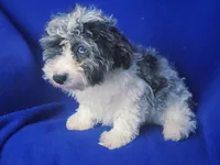Merle Blue Eye Macklin, a male Poodle - Toy  for sale in Jackson, TN – 8 of 10