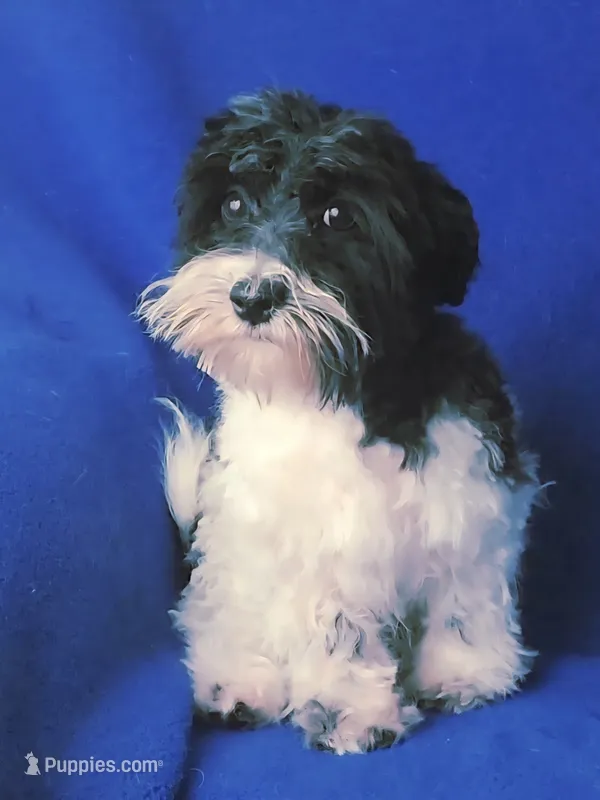 Van – Maltipoo puppy for sale in Jackson, TN