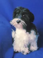 Van, a male Maltipoo for sale in Jackson, TN – 1 of 10