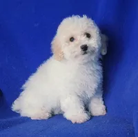 Briley, a male Bichpoo for sale in Jackson, TN – Photo 6 of 10