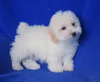Briley, a male Bichpoo for sale in Jackson, TN – Photo 10 of 10