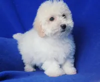 Briley, a male Bichpoo for sale in Jackson, TN – Photo 2 of 10