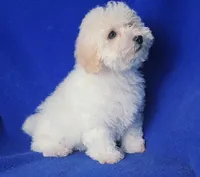Briley, a male Bichpoo for sale in Jackson, TN – Photo 3 of 10