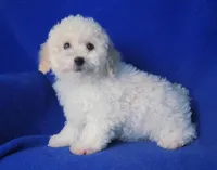 Briley, a male Bichpoo for sale in Jackson, TN – Photo 9 of 10
