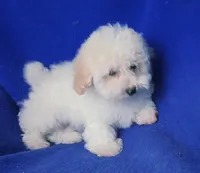 Briley, a male Bichpoo for sale in Jackson, TN – Photo 4 of 10