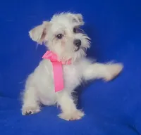 Gertie, a female Schnoodle for sale in Jackson, TN – 3 of 9