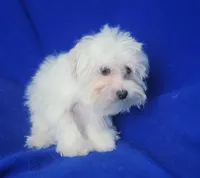 *FLASH SALE* Bowie, a male Maltese for sale in Jackson, TN – 9 of 10