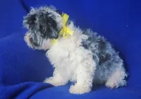 Merle Blue Eye Macklin, a male Poodle - Toy  for sale in Jackson, TN – 10 of 10