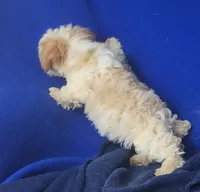 Adalynn, a female Morkie for sale in Jackson, TN – 8 of 10