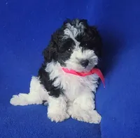 Melody , a male Poodle - Toy  for sale in Jackson, TN – 3 of 10