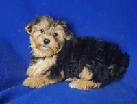 Amelia, a female Morkie for sale in Jackson, TN – 6 of 10
