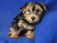 Georgia, a female Yorkshire Terrier for sale in Jackson, TN – 4 of 10