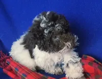 Nash, a male Poodle - Toy  for sale in Jackson, TN – 5 of 10