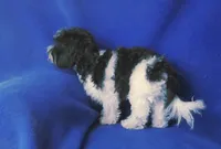 Van, a male Maltipoo for sale in Jackson, TN – 7 of 10