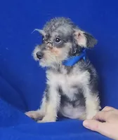 Gigi, a female Schnoodle for sale in Jackson, TN – 4 of 10