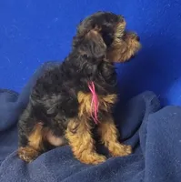 Bindie, a female Yorkipoo for sale in Jackson, TN – 4 of 10