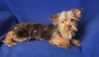 Chocolate Driscoll, a male Yorkshire Terrier for sale in Jackson, TN – 3 of 10