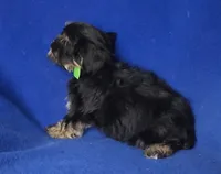 Teddy, a male Morkie for sale in Jackson, TN – 10 of 10