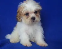 Sterling , a male Shichon for sale in Jackson, TN – 8 of 10