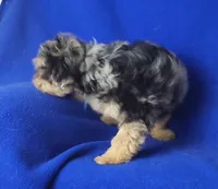 Beckham , a male Yorkipoo for sale in Jackson, TN – 8 of 10