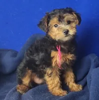 Bindie, a female Yorkipoo for sale in Jackson, TN – 9 of 10