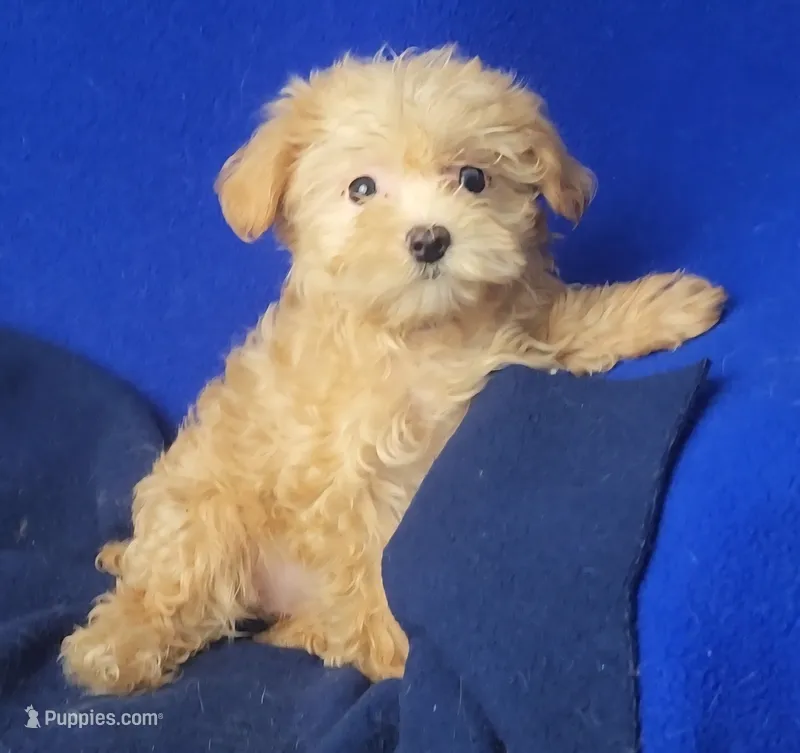 Birdie – Yorkipoo puppy for sale in Jackson, TN