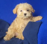 Birdie, a female Yorkipoo for sale in Jackson, TN – 1 of 10