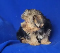 Amelia, a female Morkie for sale in Jackson, TN – 8 of 10