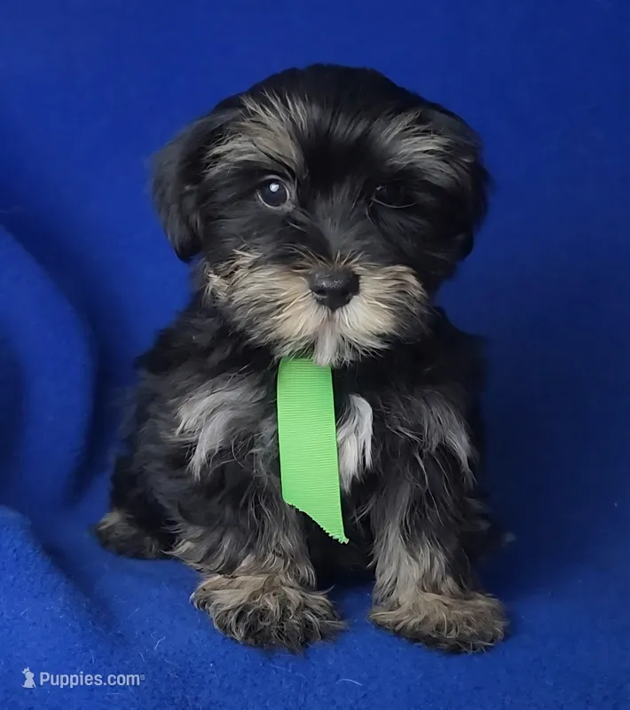 Teddy – Morkie puppy for sale in Jackson, TN