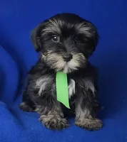 Teddy, a male Morkie for sale in Jackson, TN – 1 of 10