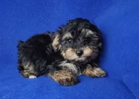 Presley, a male Yorkipoo for sale in Jackson, TN – 8 of 10