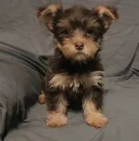 Chocolate Knox, a male Yorkshire Terrier for sale in Jackson, TN – 6 of 10